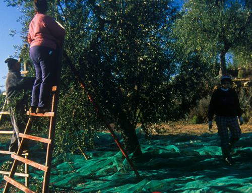 Com la producció ecològica fa de l’Oli d’Oliva Verge Extra un producte únic