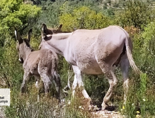 Rucs i cabres: Els guardians naturals dels camps d’oliveres de Salvatge